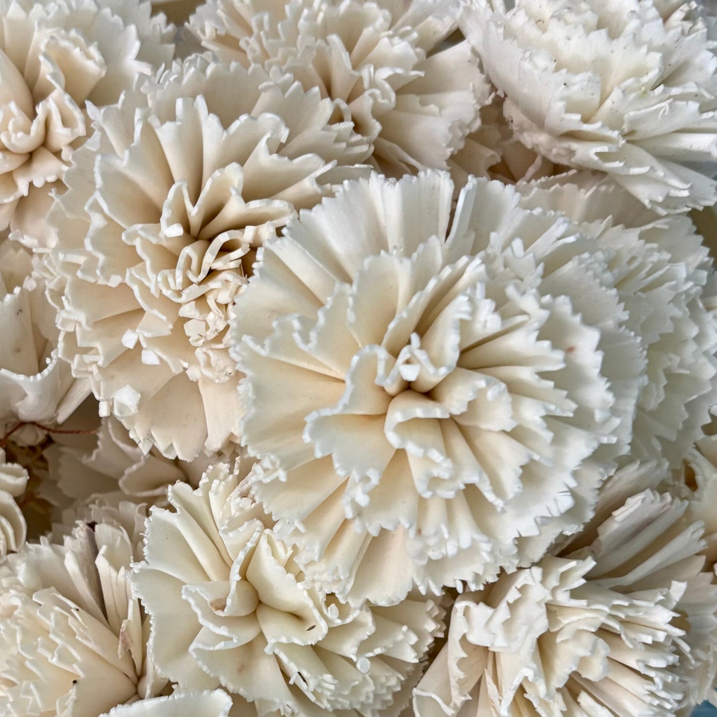 Sola Wood Carnation