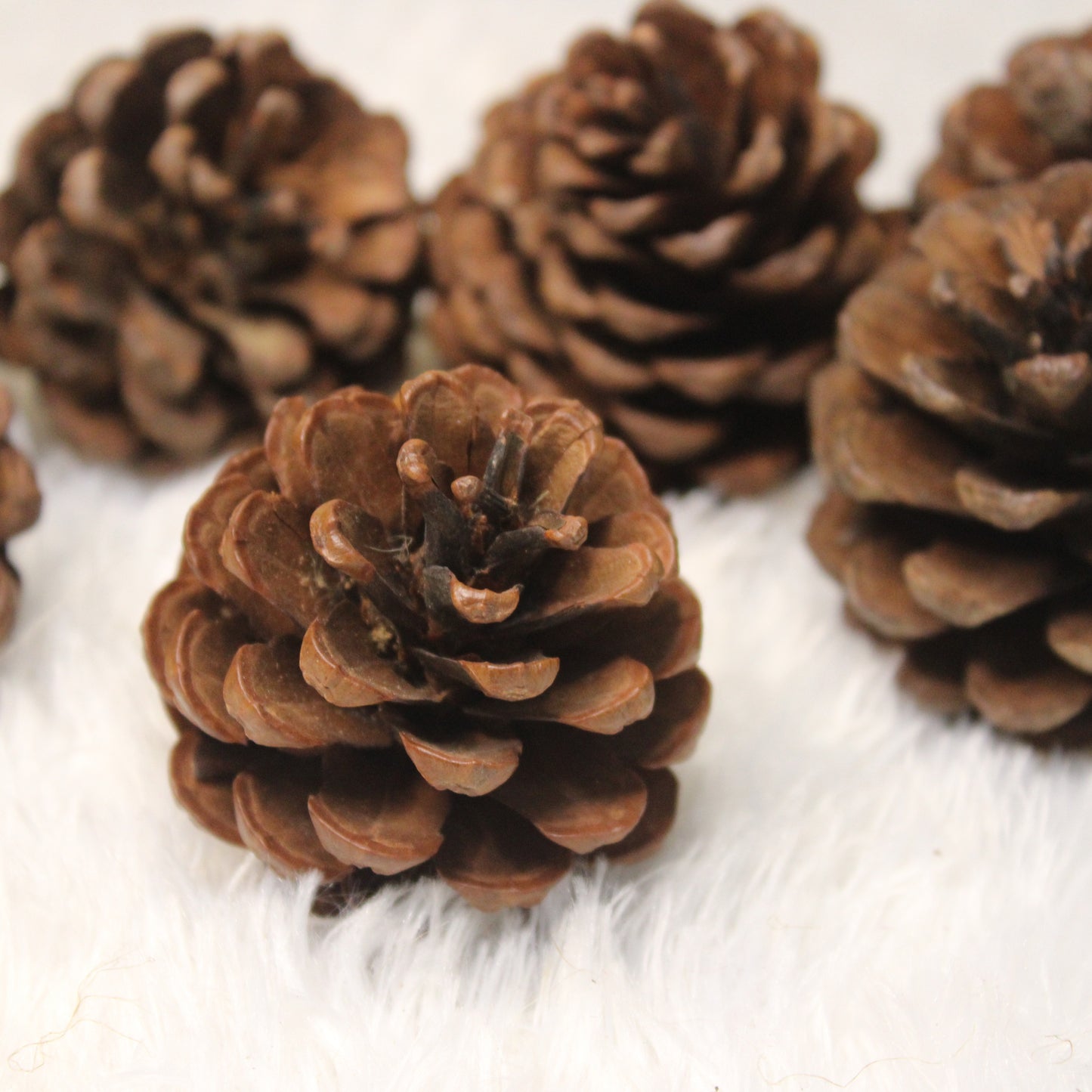Pine Cones
