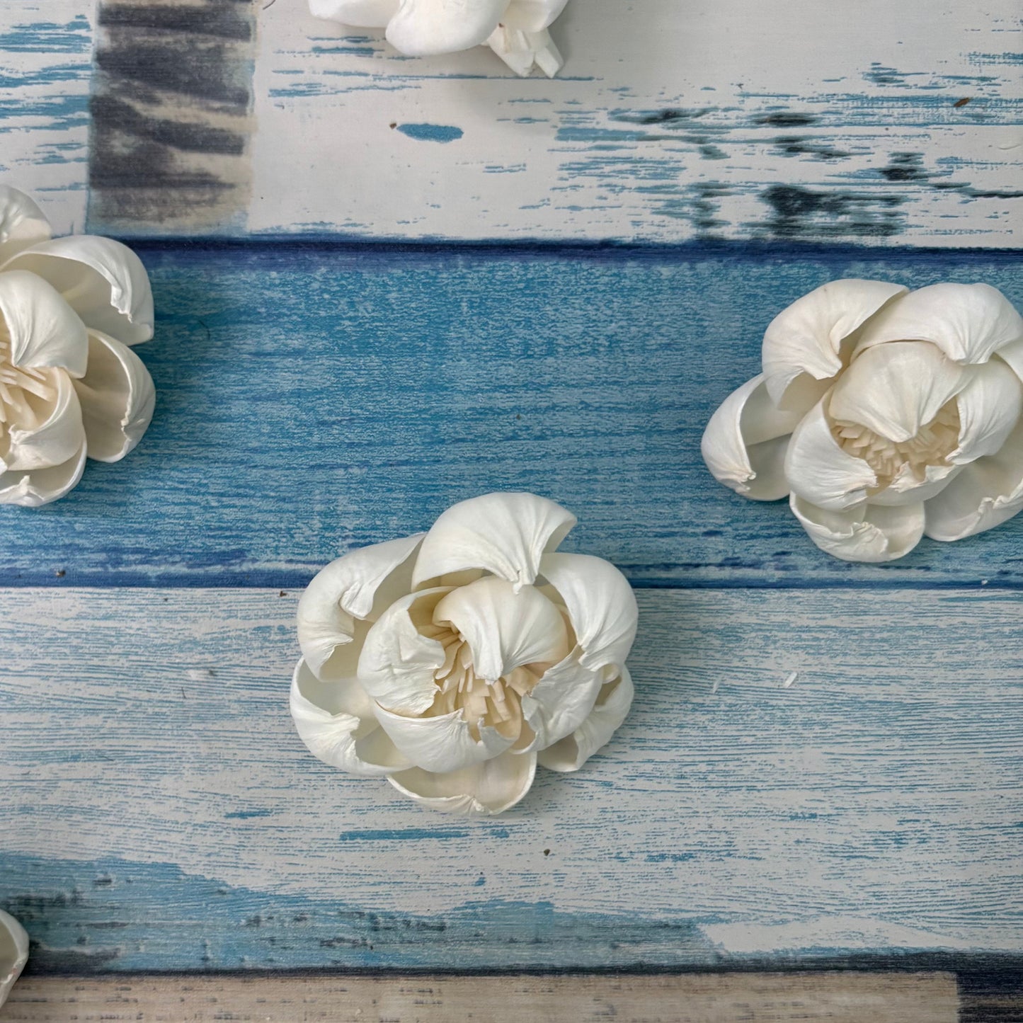 Sola Wood Peony